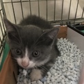 生後2ヶ月のハチワレブルー子猫