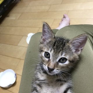 やんちゃで甘えん坊エル君