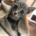 子猫の里親さま募集です！