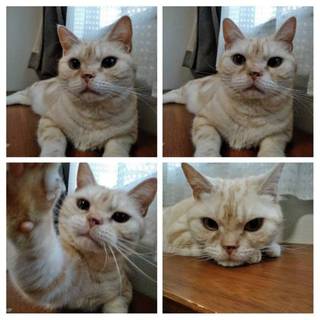 アメショーの優しい男の子