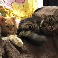 ふあふあ