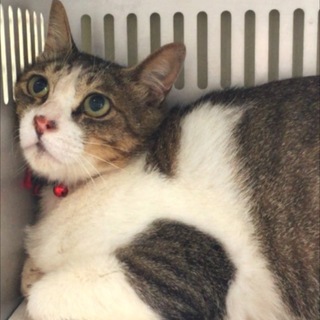 里親決定！有難うございました。