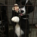 イースくん ☆ ８週齢 ☆