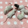 我が家で生まれたラットちゃんです☆ サムネイル6