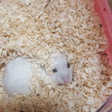ジャンガリアンハムスター　パールホワイト