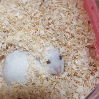 ジャンガリアンハムスター　パールホワイト