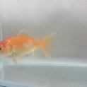 金魚１匹の里親募集