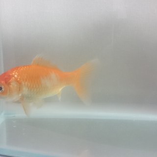 金魚１匹の里親募集