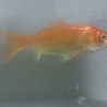 金魚１匹の里親募集 サムネイル2