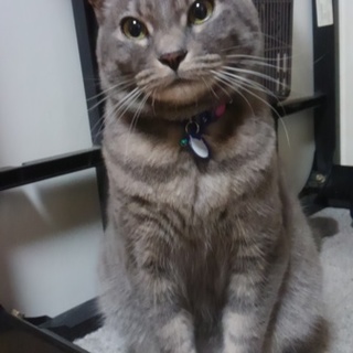 人懐っこくて抱っこが大好きな甘えん坊の男の子です。