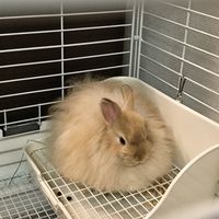 モカ