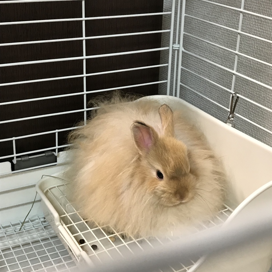 モカのカバー写真