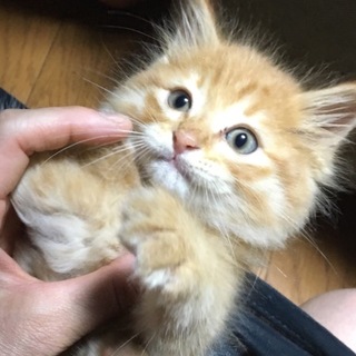 里親さま決まりました☆