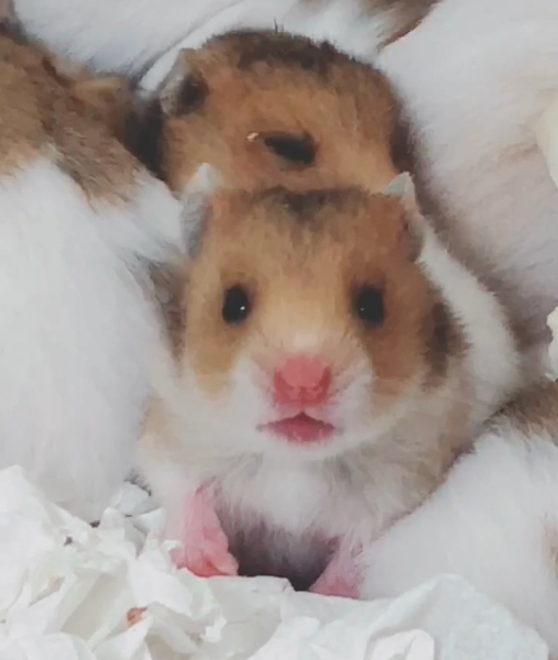 ゴールデンハムスター の 奈良県 小動物の里親募集 ペットのおうち 月間利用者150万人