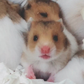 ゴールデンハムスター の里親募集中です！
