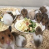 ゴールデンハムスター の里親募集中です！ サムネイル3
