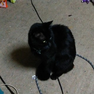 黒猫の神田ちゃん ツンデレ