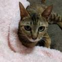 人馴れバツグン美人ねこ