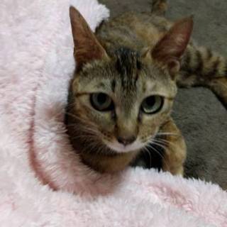 人馴れバツグン美人ねこ