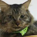 人馴れバツグン‼️長毛キジ猫
