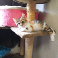 そぼろ