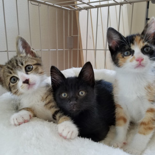 可愛い子猫　いっぱいです。