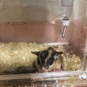 フクロモモンガのオス3匹