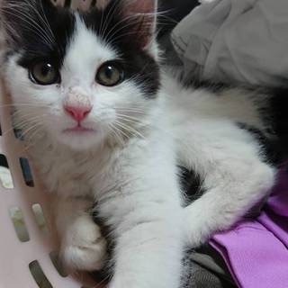 白黒のふわふわもこもこべっぴんさん 関西限定