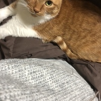 みたらし
