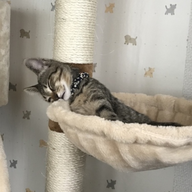 かおちゃんちゃんこのカバー写真