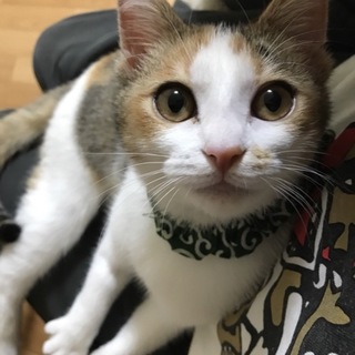 人懐っこい5ヶ月の女の子です