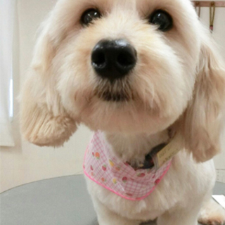 只今お見合い中、募集は一時中止です：大分：小型犬