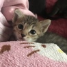 子猫の里親募集 サムネイル2