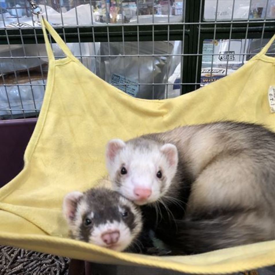 ペッパーのカバー写真