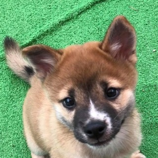 2ヶ月♂のぞむ君、里親募集一旦募集停止