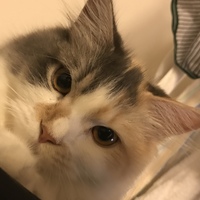 きなこ