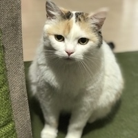 にゃんぴょう