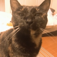 あずき