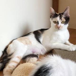 キャリコ　　　　　　1歳くらいの女の子