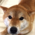 新しい家族ができました！有難うございました。