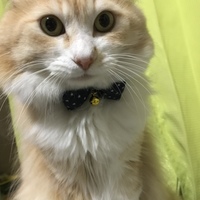 ぶっちょ