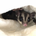 里親様見つかりました