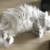 グーモグ さん