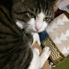 よみねこ
