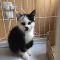 元気いっぱい仔猫②！