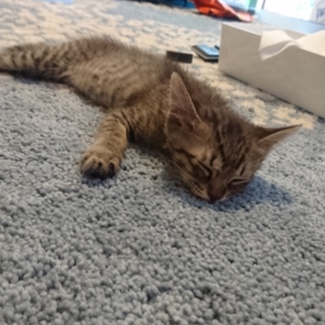 かはくのカバー写真