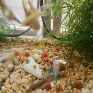 レッドラムズホーン、もらってください。