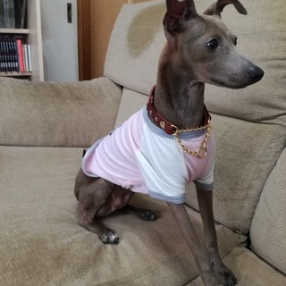 イタリアングレーハウンドのおてんば娘、8か月です。