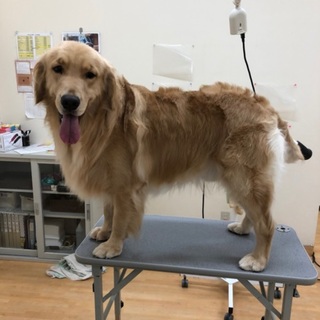 ゴールデンレトリバー 2歳 男の子