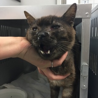 猫風邪を患っています。収容期限7/6朝